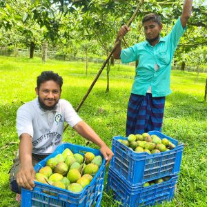 হাড়িভাঙ্গা আম - 10kg